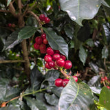 Cascara (thé de pulpe de café)